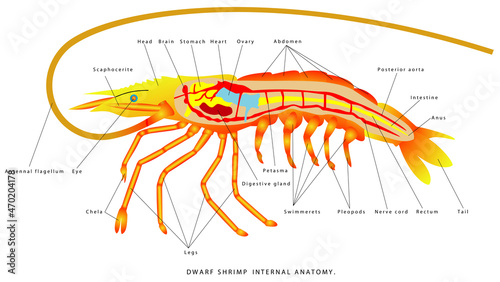 Shrimp internal anatomy. Dwarf Shrimp External Anatomy. Zoology. Animal morphology. Illustration with gradient drawn shrimp on white background. Shrimp - small animal, planktonic copepod organism.