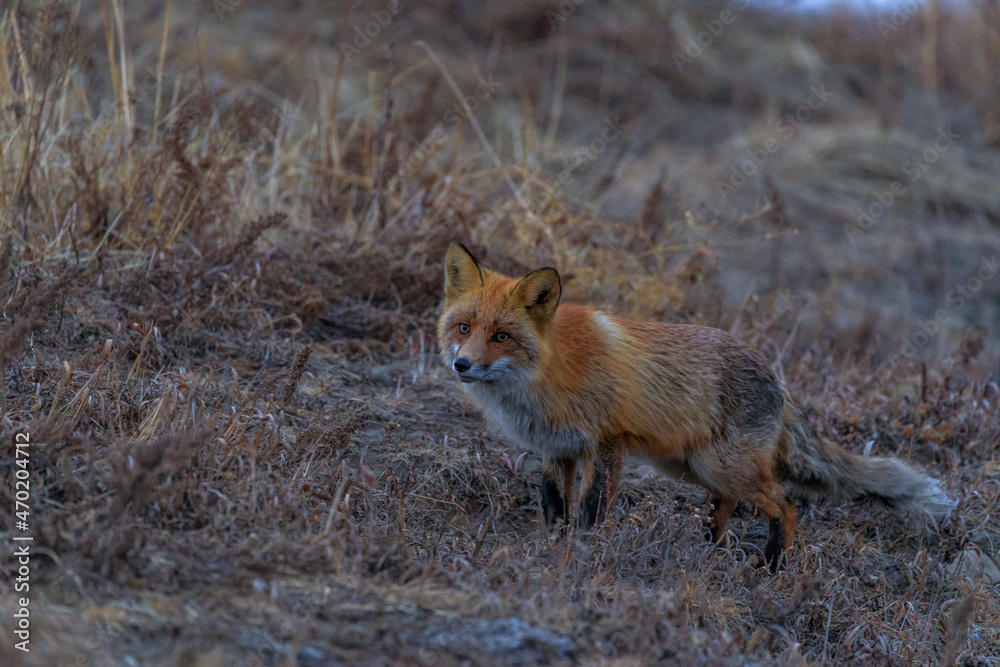 A wild red fox stands among the dry grass in the early morning. The fox looks at the camera. A wild red fox stands among the dry grass in the early morning. The fox looks at the camera.