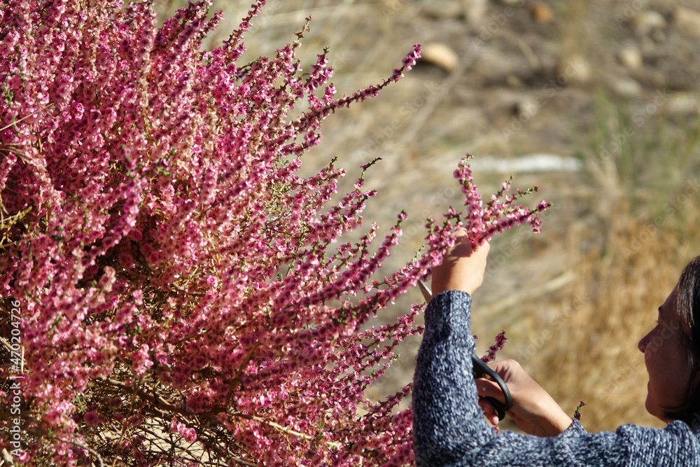 Obraz premium Caucasian woman in her 50s with short hair cutting pink wildflowers (Salsola oppositifolia) in the countryside near the Granada town of Guadix (Spain) on a sunny autumn morning