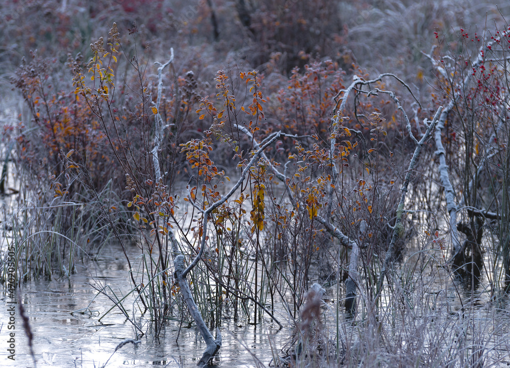 custom made wallpaper toronto digitalFrozen Plants in A Swamp