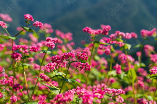 Buckwheat fields , red buckwheat flowers , kagawa, shikoku, japan