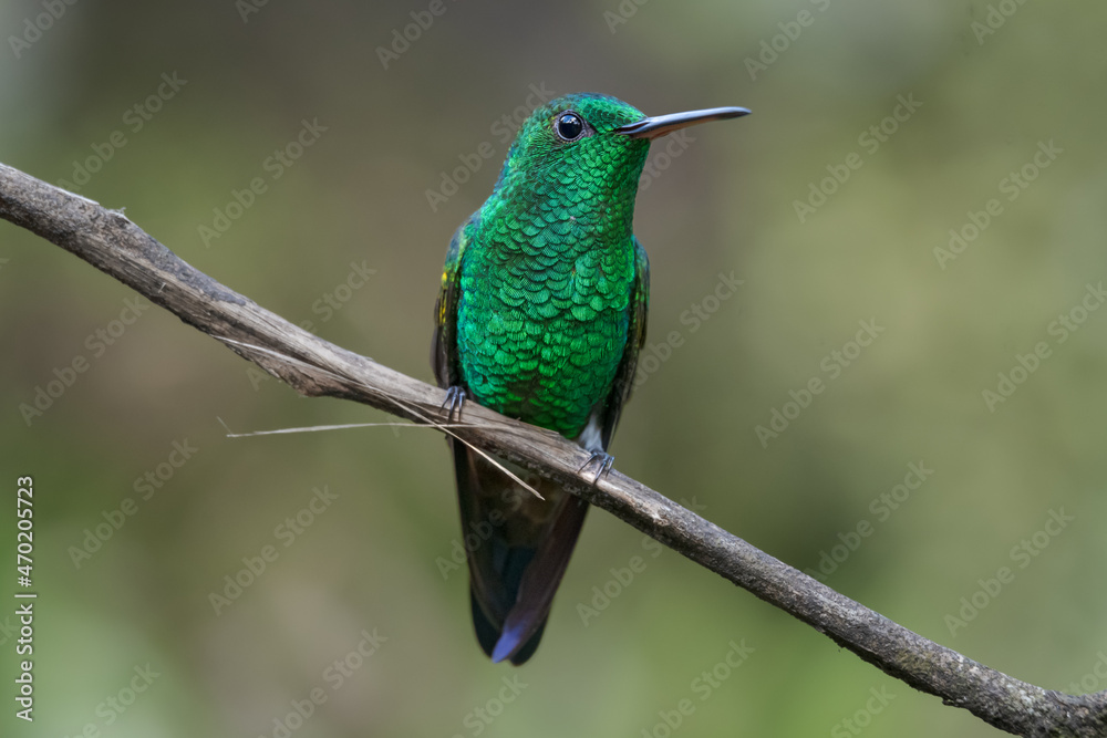 Fototapeta premium Copper Rump Hummingbird, ( amazilia tobaci ) brightly colored bird showing the fine feather detail perched on a branch with good lighting in the tropical forested areas of Trinidad West Indies