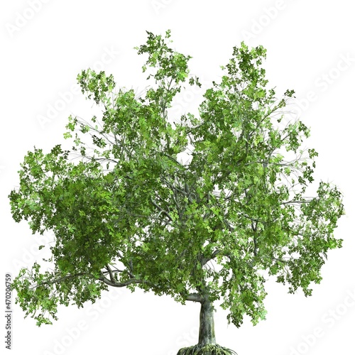 Summer tree 3d illustration isolated on white background