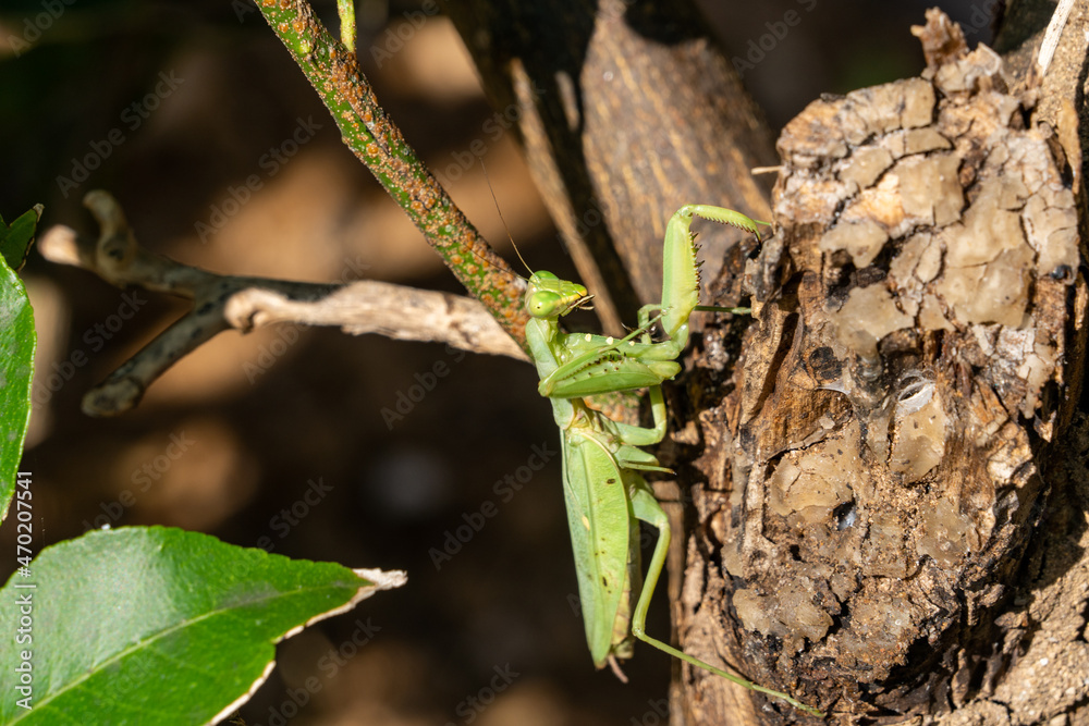 praying mantis - Hierodula patellifera - is on lemon tree in Fukuoka prefecture, JAPAN. praying mantis - Hierodula patellifera - is on lemon tree in Fukuoka prefecture, JAPAN.