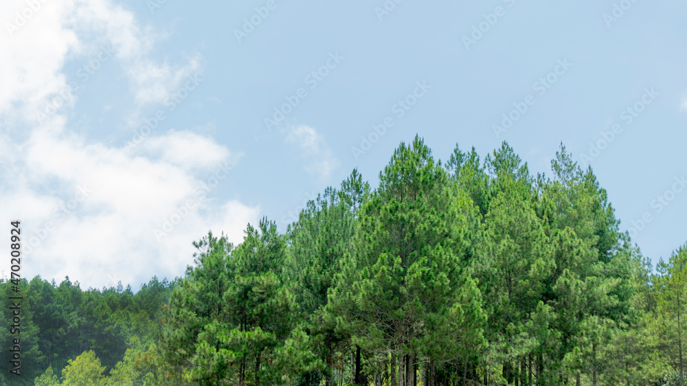Hilltop with pine trees against a cloud background. Hilltop with pine trees against a cloud background.