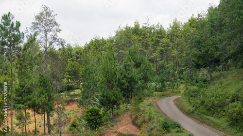 Asphalt road through the middle of the forest with pine trees on the side © Nabiru