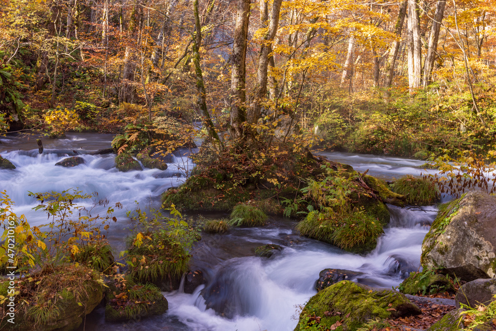 autumn leaves  in water