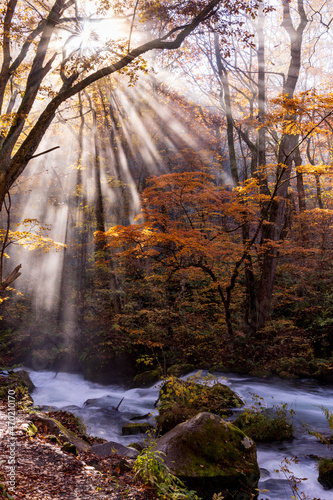 autumn leaves  in water