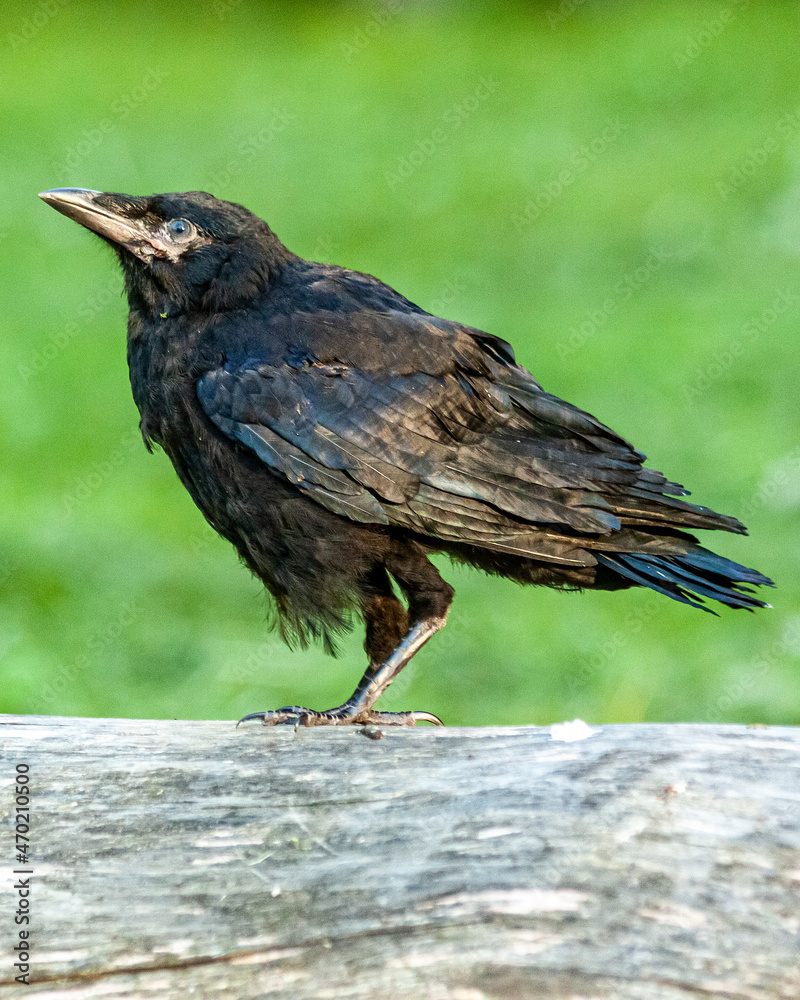 Fototapeta premium crow on the ground