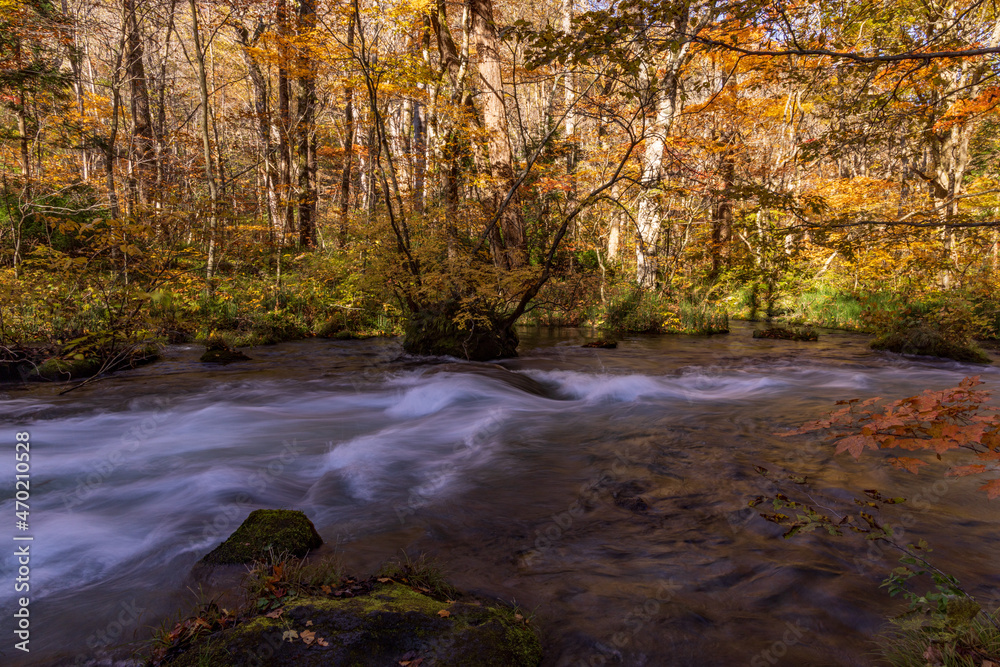 autumn leaves  in water