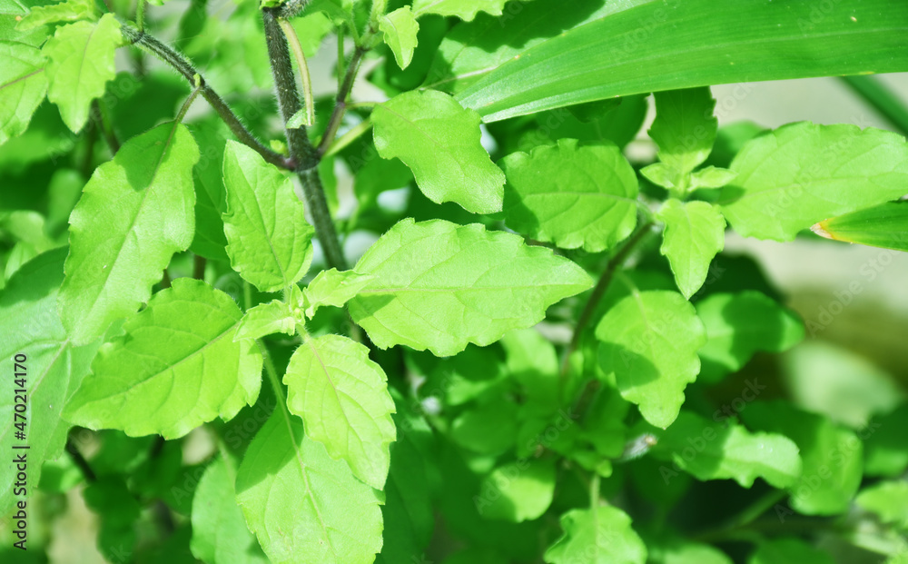 Ocimum tenuiflorum is a medicinal plant. Ocimum tenuiflorum is a medicinal plant.