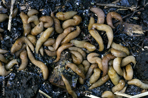 slugs in the farmer's garden. A large cluster of Gastropoda slugs hiding next to a vegetable patch in the garden. Pests of slugs that spoil the harvest of plants and fruits. photo