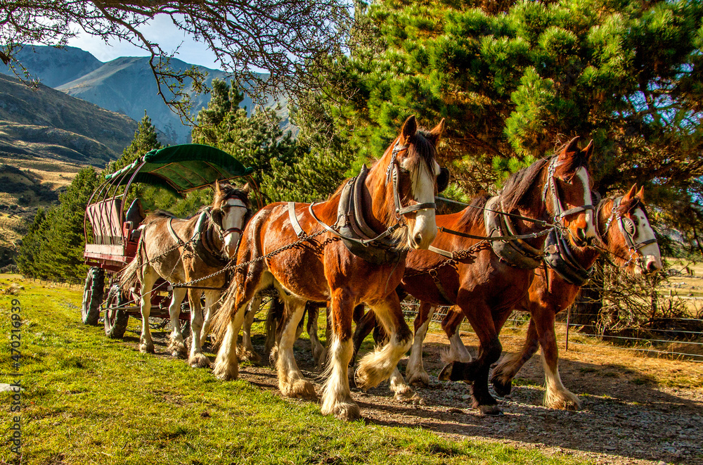 The Horse drawn carriages at Erewhon Clydesdale horse stud and working farm near the headwaters of the Rangitata Gorge