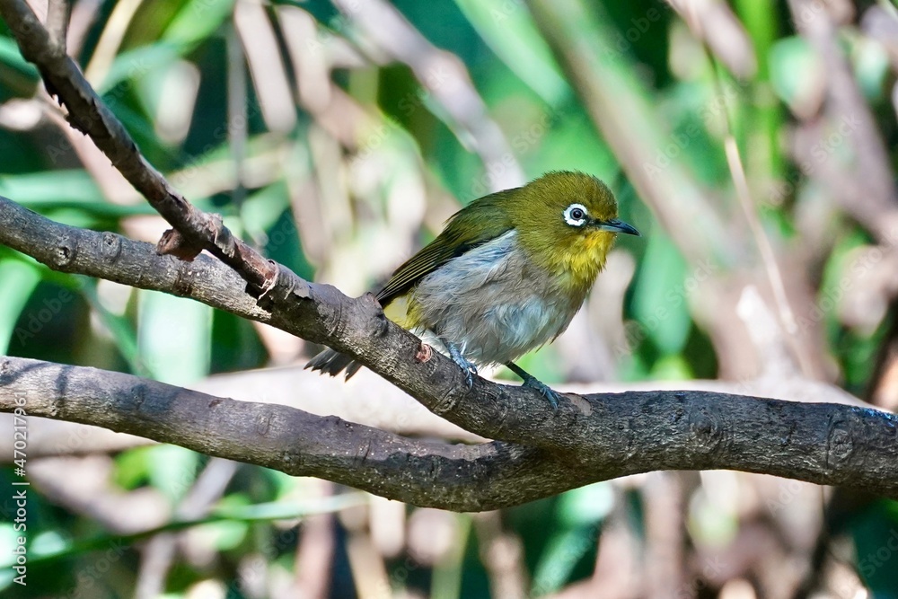 white eye in the forest