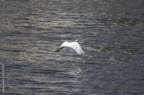 white heron fishing in the urban river