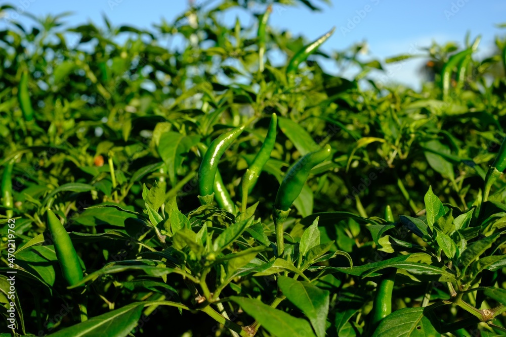 Fresh chilli is a fungus