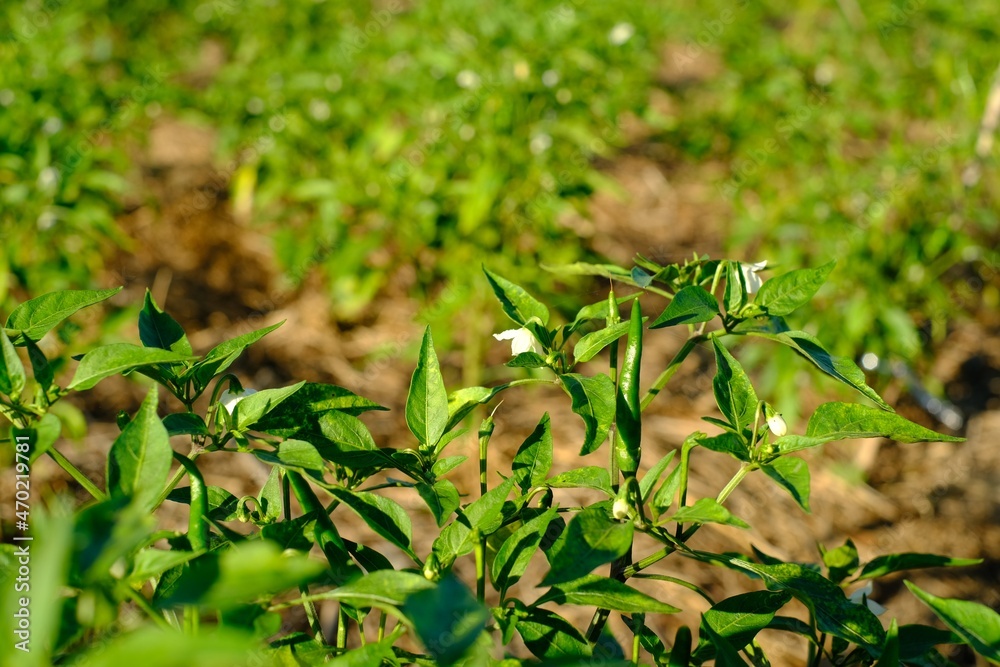 Fresh chilli is a fungus Fresh chilli is a fungus