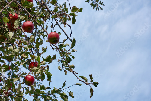 Obraz na płótnie On an apple tree in the village garden, red apples of the Raika variety ripened against a cloudy blue sky