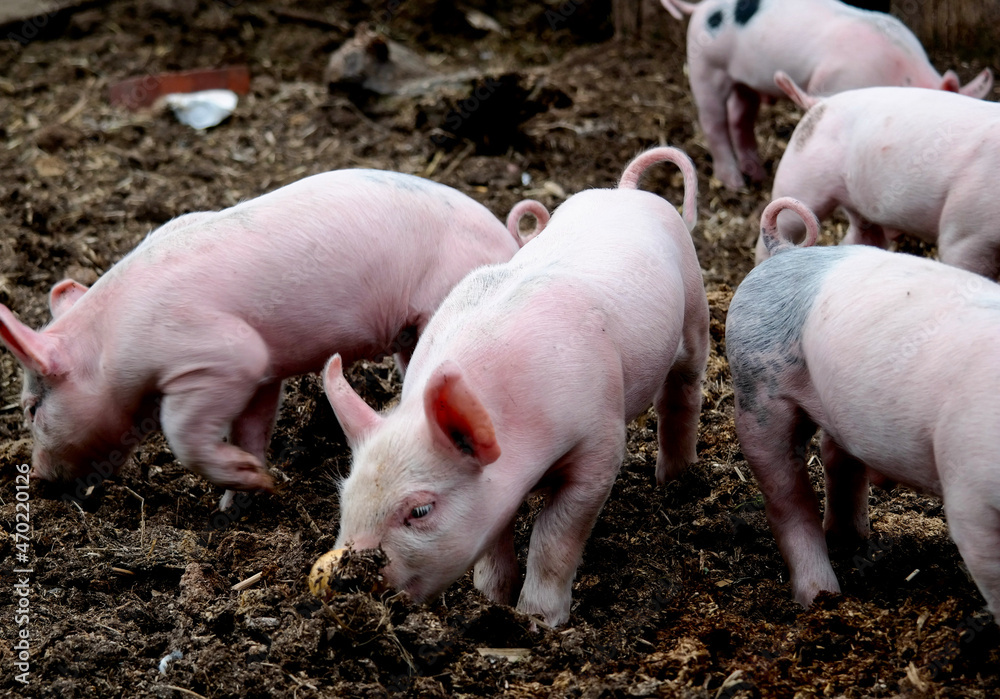 pigs in a farm pigs in a farm