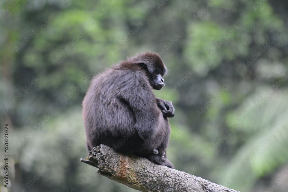 Obraz premium Kloss's gibbon, Hylobates klossii, also known as the Mentawai gibbon, the bilou or dwarf siamang, is an endangered primate in the gibbon family, Hylobatidae. 