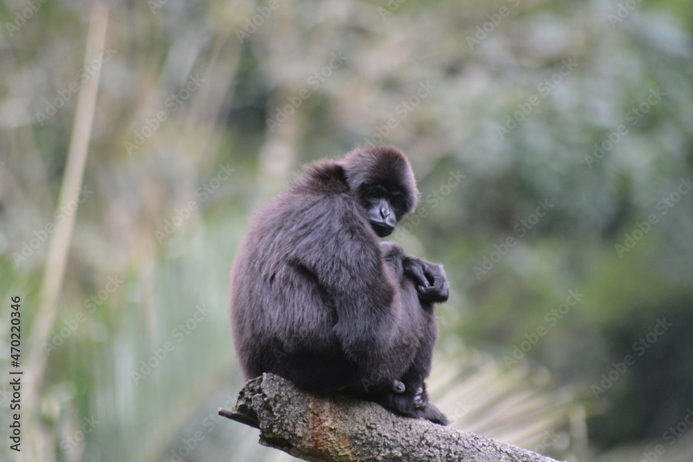 Kloss's gibbon, Hylobates klossii, also known as the Mentawai gibbon, the bilou or dwarf siamang, is an endangered primate in the gibbon family, Hylobatidae. 