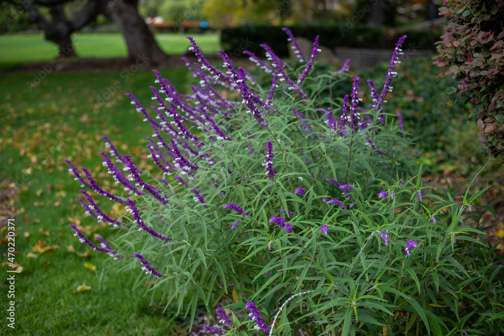 Obraz premium flowers in the garden