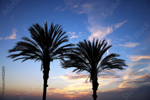 palm silhouette  palm tree sunset  palm trees at sunset