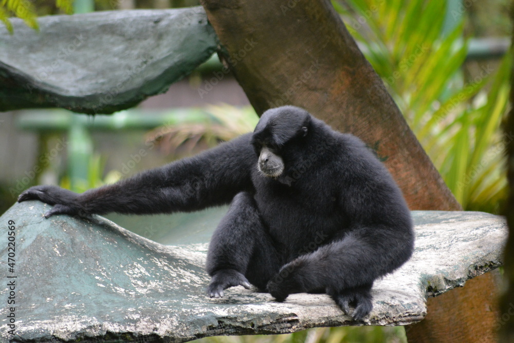 Kloss's gibbon, Hylobates klossii, also known as the Mentawai gibbon, the bilou or dwarf siamang, is an endangered primate in the gibbon family, Hylobatidae. Kloss's gibbon, Hylobates klossii, also known as the Mentawai gibbon, the bilou or dwarf siamang, is an endangered primate in the gibbon family, Hylobatidae.