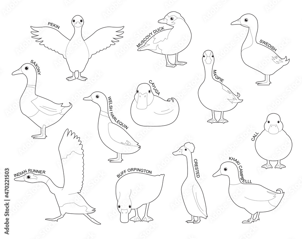 Domestic Duck Set Various Kind Identify Cartoon Vector Black and White Domestic Duck Set Various Kind Identify Cartoon Vector Black and White