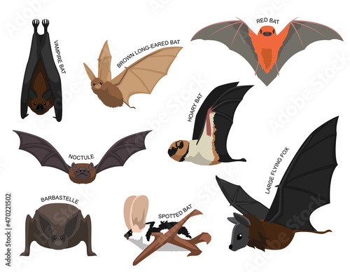 Cute Various Bats Cartoon Vector Illustration Set Identify
