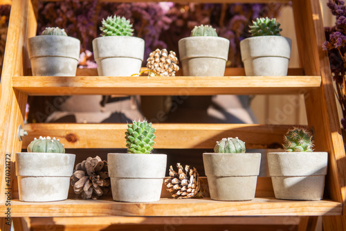 Collection of various cactus and succulent plants