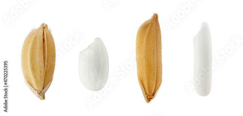 macro shot of rice and grain on white background. photo