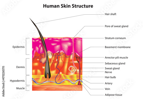 human skin structure (cross sectional view of skin)