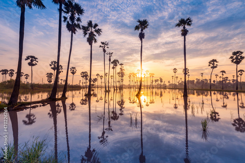 Sugar palm tree or Toddy palm field in beautiful sunrise at Sam Khok  Pathum Thani  Thailand