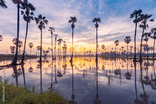 Sugar palm tree or Toddy palm field in beautiful sunrise at Sam Khok  Pathum Thani  Thailand