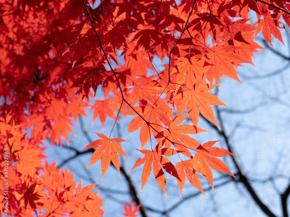 山口県 長門湯本,大寧寺 紅葉