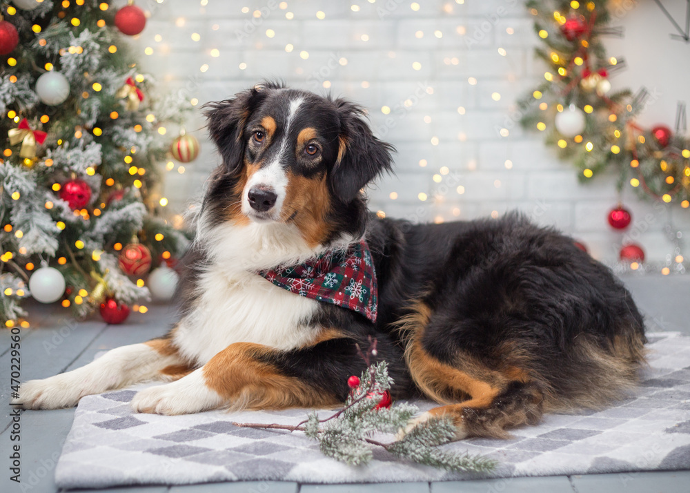 Australian Shepherd in Christmas stands against the background of a decorated Christmas tree