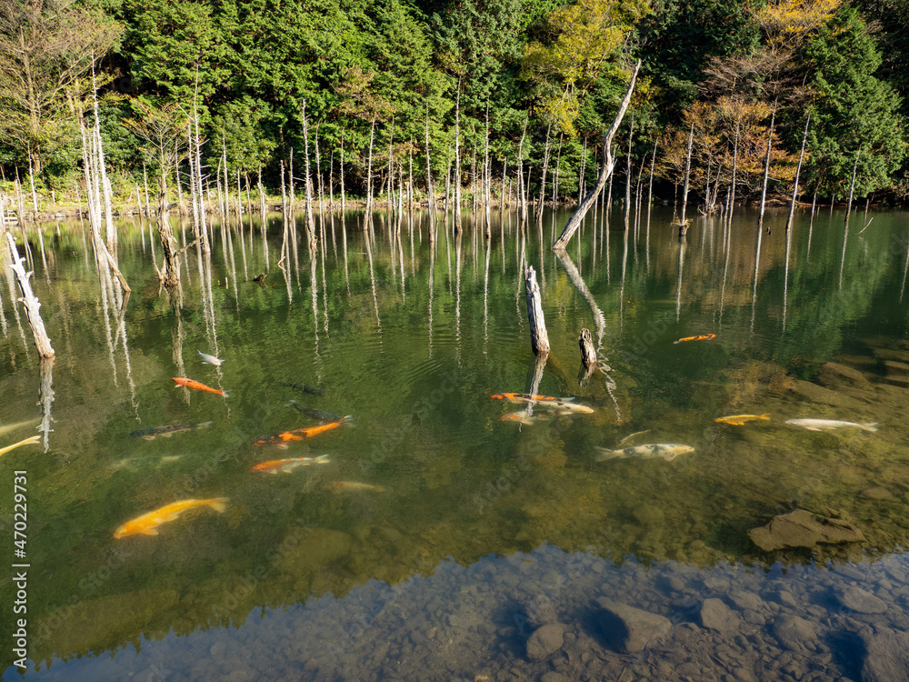 山口県 一の俣桜公園 水没林 枯れ木 山口県 一の俣桜公園 水没林 枯れ木