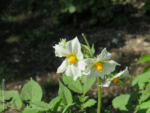 Blüte einer Kartoffelpflanze