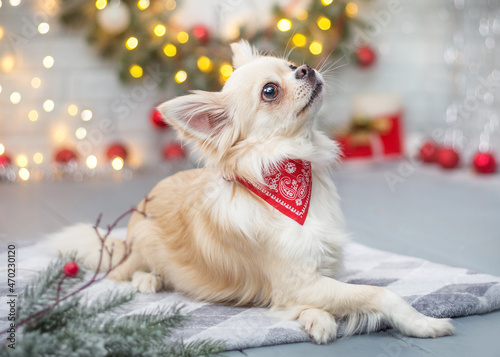 Chihuahua in Christmas stands against the background of a decorated Christmas tree © mak80