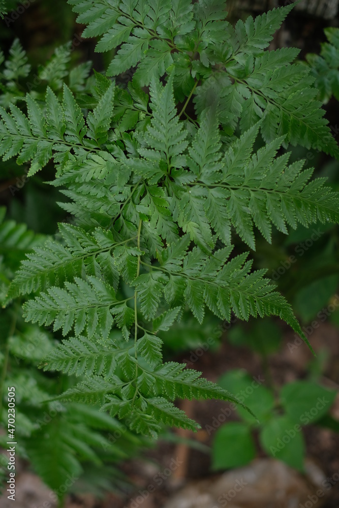 Close-up of fern leaf surface in forest Close-up of fern leaf surface in forest