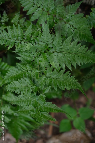 Close-up of fern leaf surface in forest