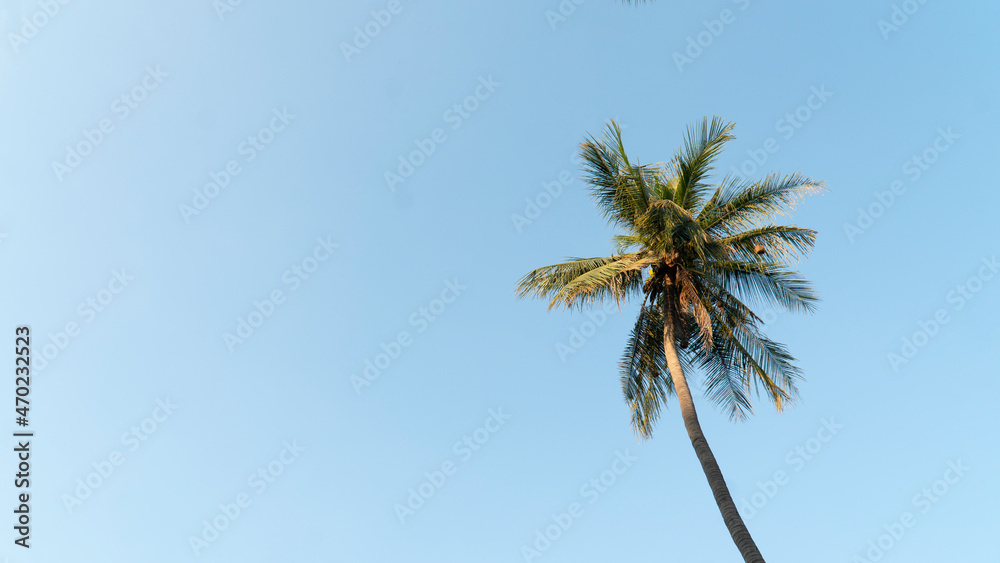 coconut tree ant view and sky under view or ant view. coconut tree ant view and sky under view or ant view.