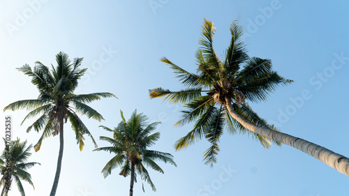 Coconut tree in Ant view on blue sky day