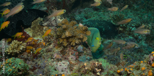 a cute and curious koran angelfish peeks from behind a rock amongst coral as a leaf fish sways in the water camouflaged in watamu marine park, kenya