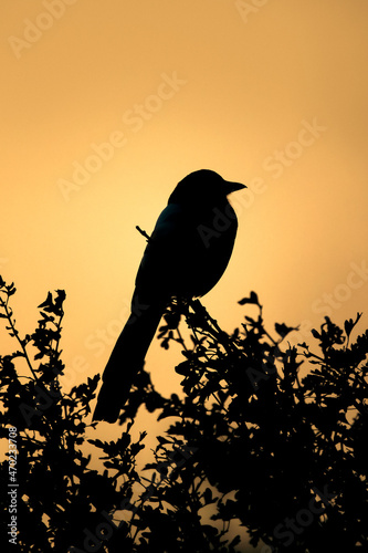 Silhouette of Magpie (Pica pica) in a tree against bright dawn sky