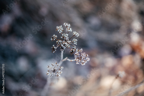 Autumn's morning frost, dry grass covered with frost in the morning © Marinesea