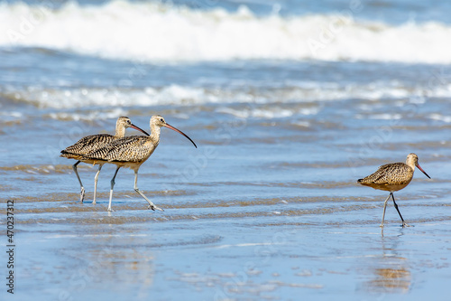 Long billed curlews on the beach