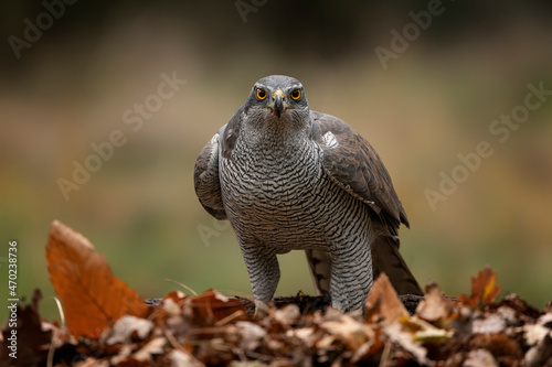 Adult of Northern Goshawk  Accipiter gentilis  with a prey in an forest covered with colorful leaves. Autumn day in a deep forest in the Netherlands.                                