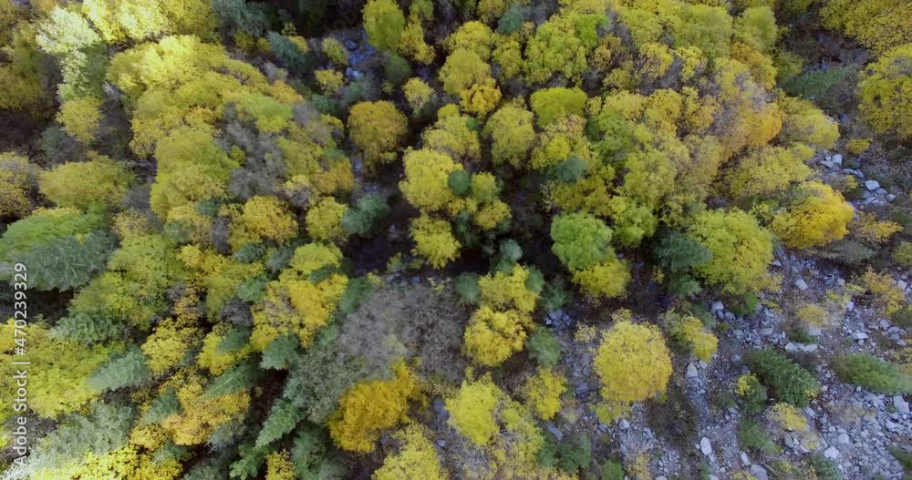 Aerial plan over yellow autumn trees and pine trees in Lake Tahoe Aerial plan over yellow autumn trees and pine trees in Lake Tahoe